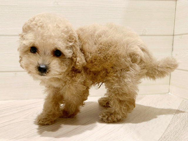 東京都のトイプードル(タイニー) (ペッツファースト豊洲店/2025年8月13日生まれ/男の子/アプリコット)の子犬の2枚目の画像