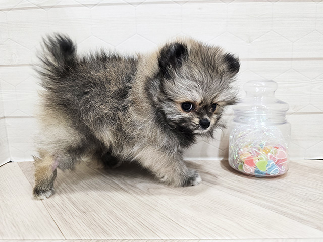 東京都のポメラニアン (ペッツファースト吉祥寺サンロード店/2025年8月14日生まれ/女の子/オレンジ)の子犬の2枚目の画像