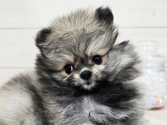 東京都のポメラニアン (ペッツファースト吉祥寺サンロード店/2025年8月14日生まれ/女の子/オレンジ)の子犬の3枚目の画像