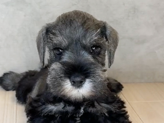 神奈川県のミニチュアシュナウザー (ペッツファースト茅ヶ崎店/2025年8月14日生まれ/女の子/ソルトペッパー)の子犬の3枚目の画像
