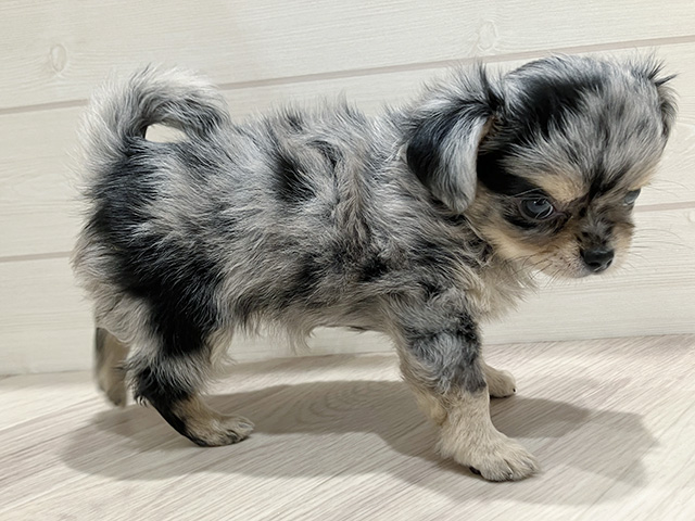 東京都のチワワ(ロング) (ペッツファースト豊洲店/2025年8月14日生まれ/男の子/ブルーマール)の子犬の2枚目の画像