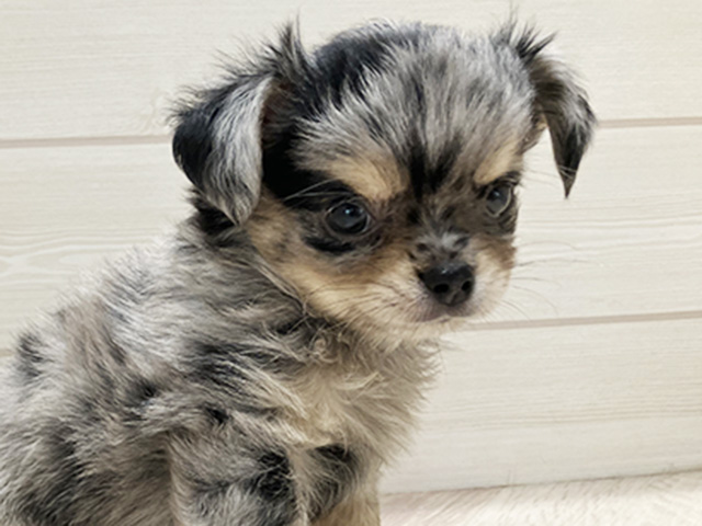 東京都のチワワ(ロング) (ペッツファースト豊洲店/2025年8月14日生まれ/男の子/ブルーマール)の子犬の3枚目の画像