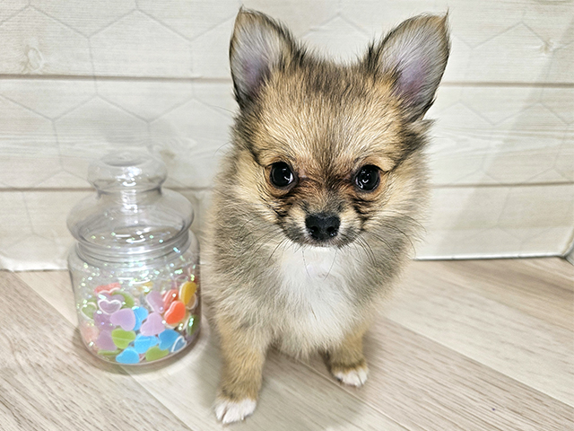 埼玉県のポメチワ/チワポメ/ポメチー(ポメラニアン×チワワ) (ペッツファーストレイクタウン店/2025年8月14日生まれ/女の子/オレンジホワイト)の子犬の1枚目の画像