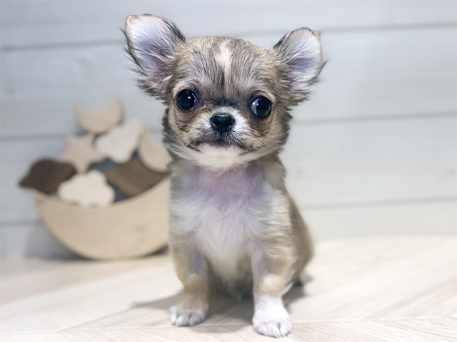 東京都のチワワ(ロング) (ペッツファースト吉祥寺本店/2025年8月14日生まれ/女の子/フォーンホワイト)の子犬の1枚目の画像