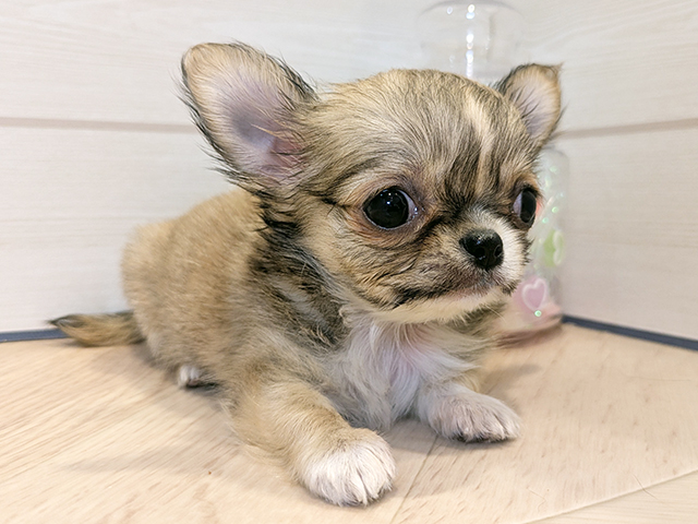 東京都のチワワ(ロング) (ペッツファースト吉祥寺本店/2025年8月14日生まれ/女の子/フォーンホワイト)の子犬の2枚目の画像