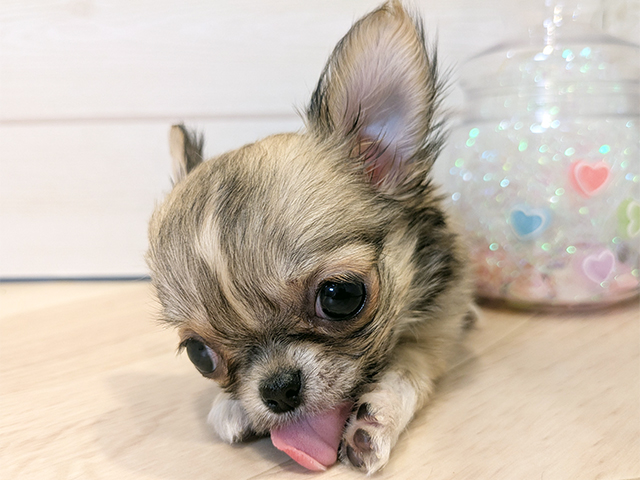 東京都のチワワ(ロング) (ペッツファースト吉祥寺本店/2025年8月14日生まれ/女の子/フォーンホワイト)の子犬の3枚目の画像