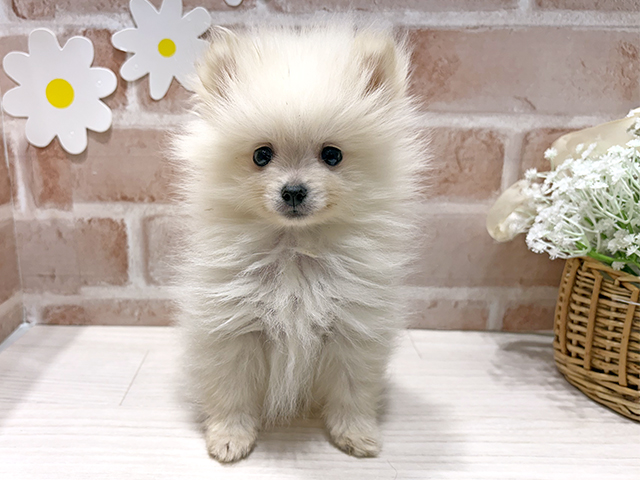 福岡県のポメラニアン (ペッツファースト筑紫野店/2025年8月14日生まれ/男の子/クリーム)の子犬の1枚目の画像