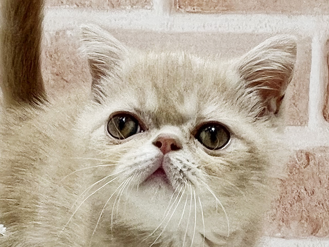 神奈川県のエキゾチックショートヘアー (ペッツファーストfor cats横浜元町店/2025年8月4日生まれ/男の子/クリームタビー)の子猫の3枚目の画像