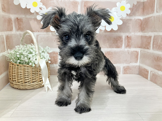 埼玉県のミニチュアシュナウザー (ペッツファースト入間店/2025年8月13日生まれ/男の子/ソルトペッパー)の子犬