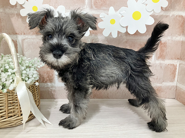 埼玉県のミニチュアシュナウザー (ペッツファースト入間店/2025年8月13日生まれ/男の子/ソルトペッパー)の子犬の2枚目の画像