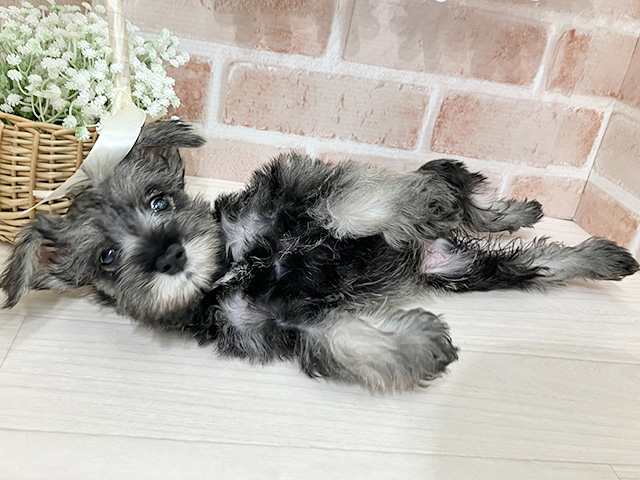 埼玉県のミニチュアシュナウザー (ペッツファースト入間店/2025年8月13日生まれ/男の子/ソルトペッパー)の子犬の3枚目の画像