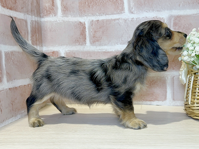 大阪府のミニチュアダックスフンド(ロング) (ペッツファースト北心斎橋店/2025年8月14日生まれ/女の子/シルバーダップル)の子犬の2枚目の画像