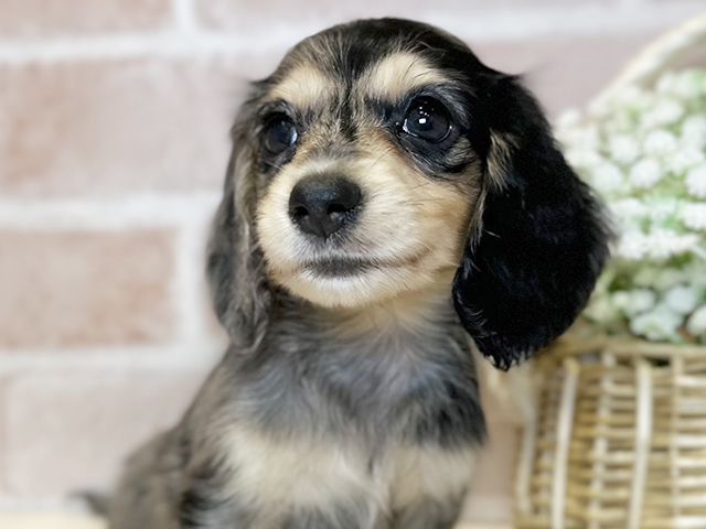 大阪府のミニチュアダックスフンド(ロング) (ペッツファースト北心斎橋店/2025年8月14日生まれ/女の子/シルバーダップル)の子犬の3枚目の画像