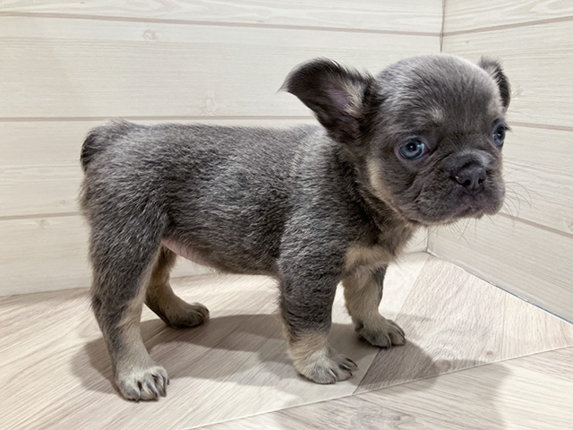 東京都のフレンチブルドッグ (ペッツファースト豊洲店/2025年7月30日生まれ/女の子/ライラックタン)の子犬の2枚目の画像