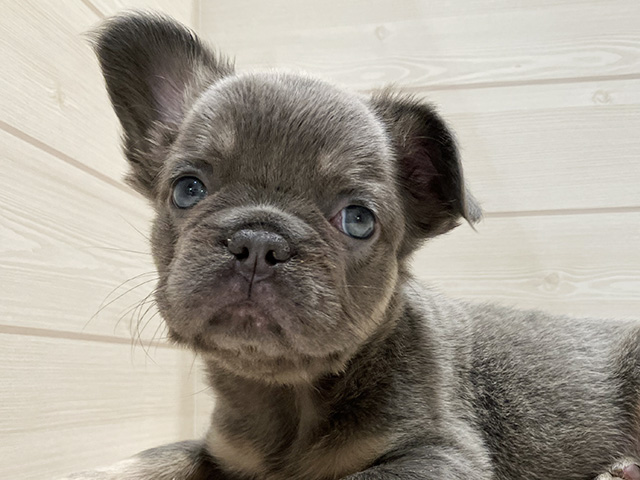 東京都のフレンチブルドッグ (ペッツファースト豊洲店/2025年7月30日生まれ/女の子/ライラックタン)の子犬の3枚目の画像