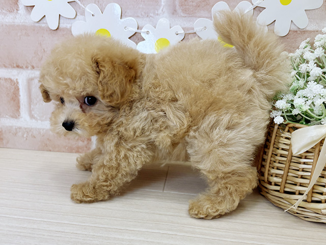 鹿児島県のトイプードル(ティーカップ) (ペッツファースト鹿児島店/2025年8月12日生まれ/男の子/クリーム)の子犬の2枚目の画像