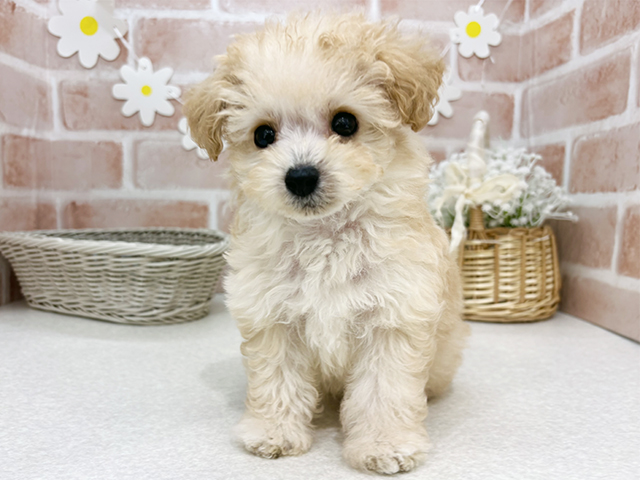 東京都のタイニープードル (ペッツファーストお台場店/2025年8月12日生まれ/男の子/シャンパン)の子犬