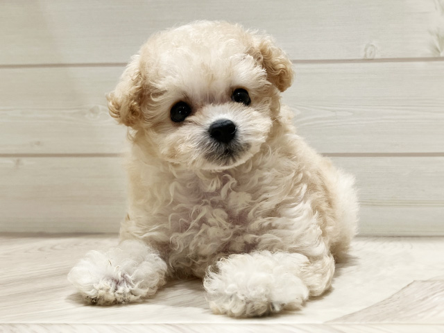 東京都のタイニープードル (ペッツファースト豊洲店/2025年8月12日生まれ/女の子/シャンパン)の子犬の1枚目の画像