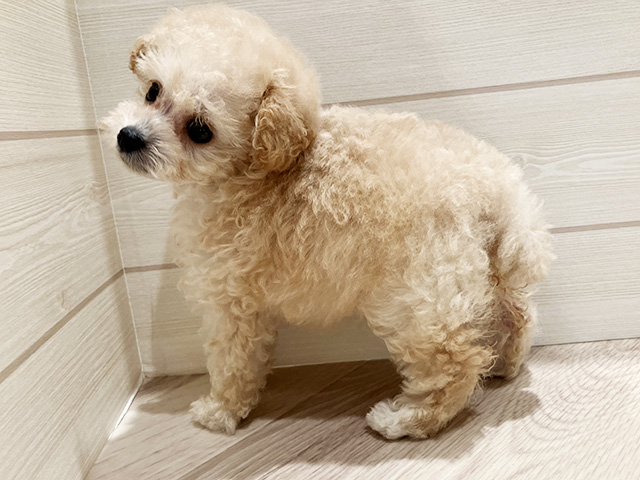 東京都のタイニープードル (ペッツファースト豊洲店/2025年8月12日生まれ/女の子/シャンパン)の子犬の2枚目の画像