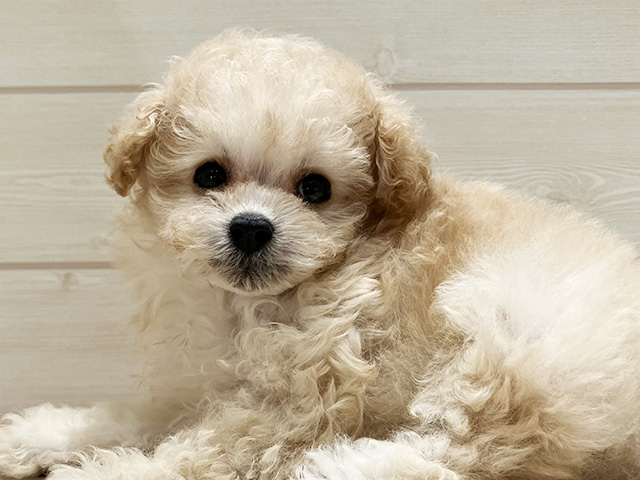 東京都のタイニープードル (ペッツファースト豊洲店/2025年8月12日生まれ/女の子/シャンパン)の子犬の3枚目の画像