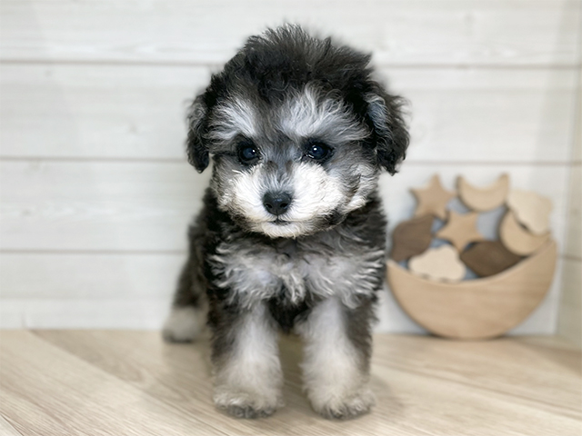 千葉県のトイプードル(タイニー) (ペッツファーストららぽーとTOKYO-BAY店/2025年8月15日生まれ/女の子/ブラッククリーム)の子犬の1枚目の画像