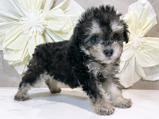 千葉県のトイプードル(タイニー) (ペッツファーストららぽーとTOKYO-BAY店/2025年8月15日生まれ/女の子/ブラッククリーム)の子犬の2枚目の画像