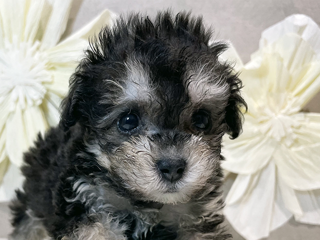 千葉県のトイプードル(タイニー) (ペッツファーストららぽーとTOKYO-BAY店/2025年8月15日生まれ/女の子/ブラッククリーム)の子犬の3枚目の画像