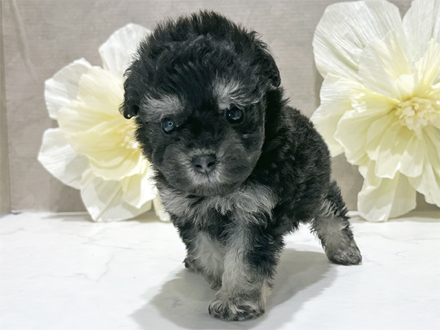 東京都のタイニープードル (ペッツファースト新宿店/2025年8月15日生まれ/女の子/ブラッククリーム)の子犬の1枚目の画像