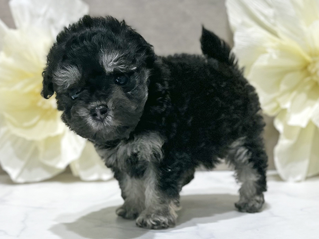 東京都のタイニープードル (ペッツファースト新宿店/2025年8月15日生まれ/女の子/ブラッククリーム)の子犬の2枚目の画像