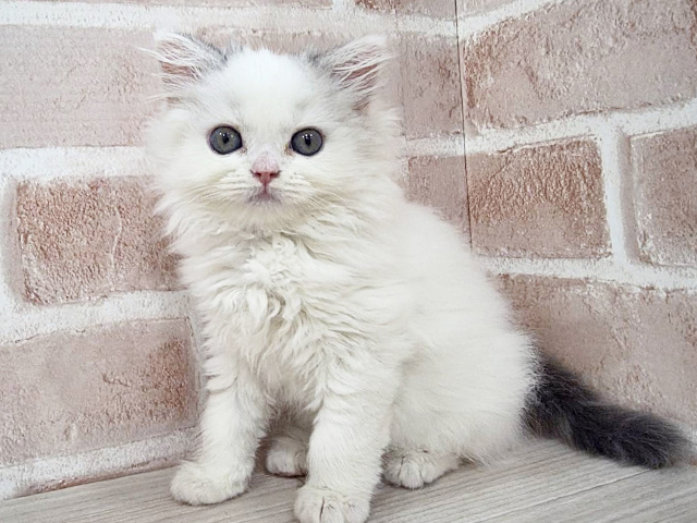 神奈川県のラガマフィン (ペッツファーストfor cats横浜元町店/2025年8月15日生まれ/女の子/ブルーホワイト)の子猫の1枚目の画像