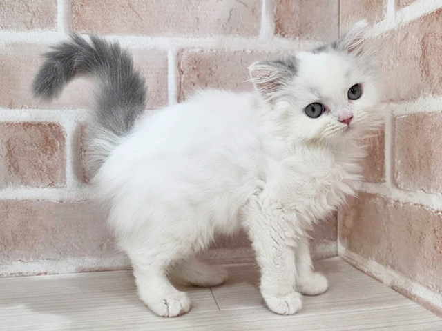 神奈川県のラガマフィン (ペッツファーストfor cats横浜元町店/2025年8月15日生まれ/女の子/ブルーホワイト)の子猫の2枚目の画像