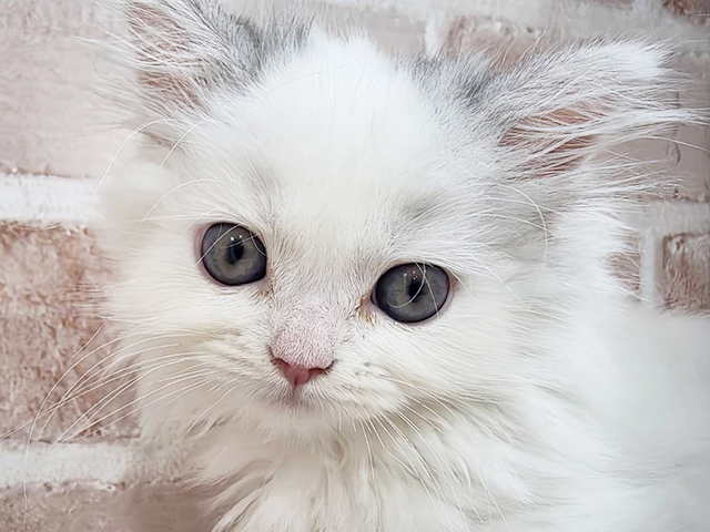 神奈川県のラガマフィン (ペッツファーストfor cats横浜元町店/2025年8月15日生まれ/女の子/ブルーホワイト)の子猫の3枚目の画像