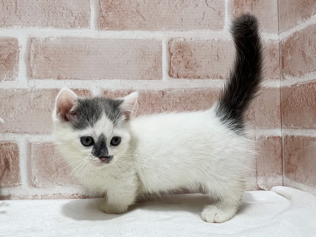 神奈川県のマンチカン (ペッツファーストfor cats横浜元町店/2025年8月15日生まれ/男の子/ブルーホワイト)の子猫の2枚目の画像
