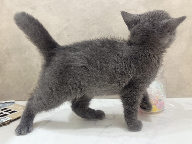 埼玉県のロシアンブルー (ペッツファーストふじみ野店/2025年8月15日生まれ/男の子/ブルー)の子猫の2枚目の画像