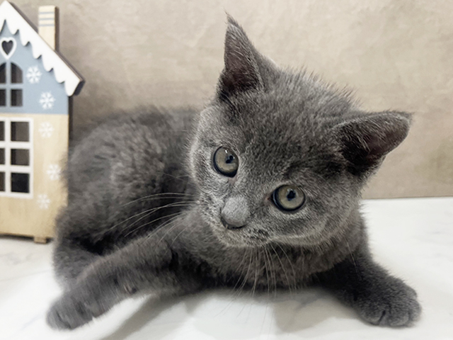 埼玉県のロシアンブルー (ペッツファーストふじみ野店/2025年8月15日生まれ/男の子/ブルー)の子猫の3枚目の画像