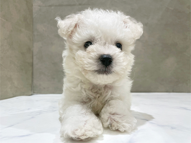 東京都のビションフリーゼ (ペッツファースト中野店/2025年8月15日生まれ/男の子/ホワイト)の子犬