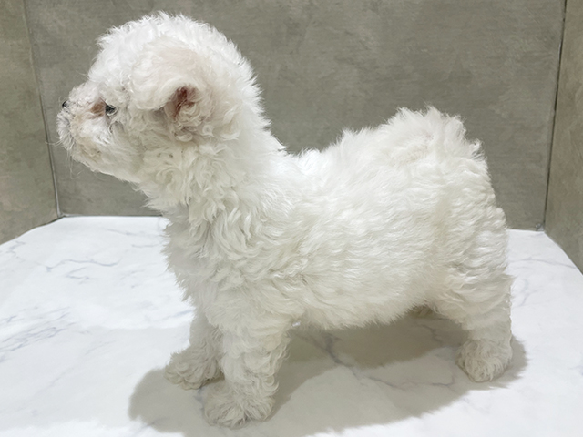 東京都のビションフリーゼ (ペッツファースト中野店/2025年8月15日生まれ/男の子/ホワイト)の子犬の2枚目の画像