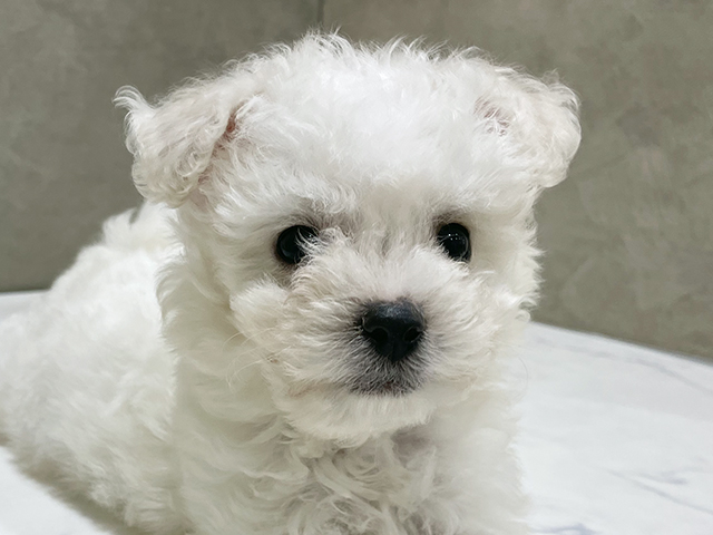 東京都のビションフリーゼ (ペッツファースト中野店/2025年8月15日生まれ/男の子/ホワイト)の子犬の3枚目の画像