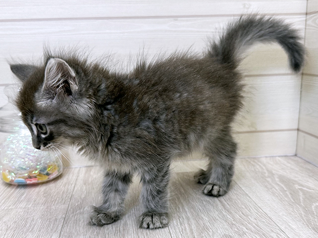 愛知県のメインクーン (ペッツファースト大高店/2025年8月13日生まれ/女の子/ブルータビーホワイト)の子猫の2枚目の画像