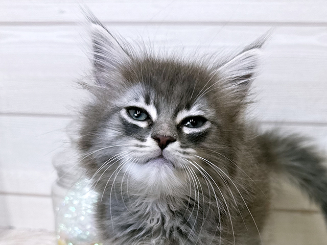 愛知県のメインクーン (ペッツファースト大高店/2025年8月13日生まれ/女の子/ブルータビーホワイト)の子猫の3枚目の画像