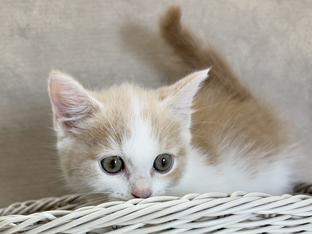 大阪府のマンチカン (ペッツファースト茶屋町店/2025年8月13日生まれ/男の子/クリームホワイト)の子猫の3枚目の画像