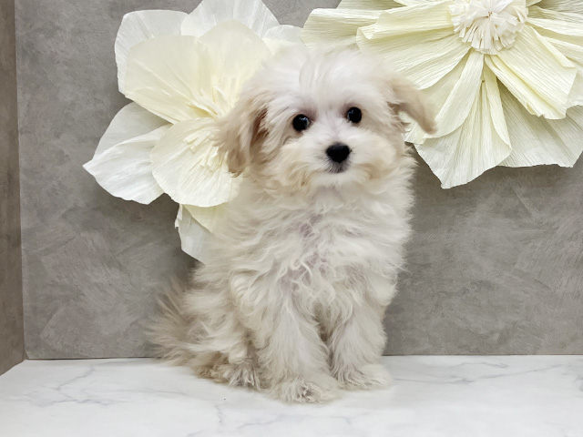 神奈川県のマルプー(マルチーズ×プードル) (ペッツファースト久里浜店/2025年8月15日生まれ/女の子/アプリコット)の子犬の1枚目の画像