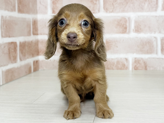 大阪府のカニンヘンダックスフンド(ロング) (ペッツファースト東大阪店/2025年8月10日生まれ/男の子/レッド)の子犬の1枚目の画像