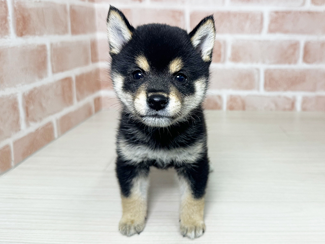 大阪府の豆柴 (ペッツファースト東大阪店/2025年8月12日生まれ/男の子/黒)の子犬