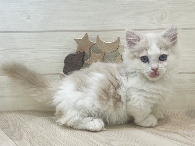 千葉県のマンチカン (ペッツファーストららぽーとTOKYO-BAY店/2025年8月16日生まれ/男の子/クリームタビーホワイト)の子猫の1枚目の画像