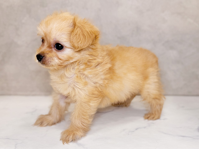 埼玉県のチワプー/プーチー(チワワ×プードル) (ペッツファーストPETEMOレイクタウンmori店/2025年8月16日生まれ/男の子/アプリコット)の子犬の2枚目の画像