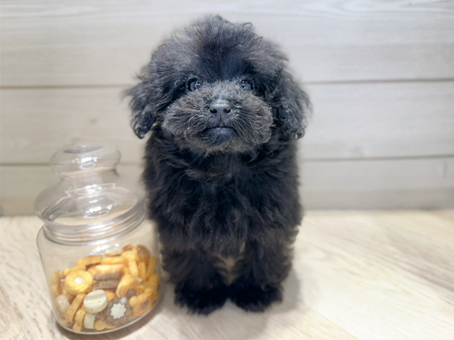 群馬県のトイプードル(タイニー) (ペッツファースト高崎店/2025年8月16日生まれ/男の子/ブラック)の子犬の1枚目の画像