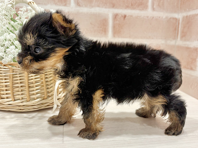 東京都のヨークシャーテリア (ペッツファースト町田店/2025年8月18日生まれ/男の子/スチールブルータン)の子犬の2枚目の画像