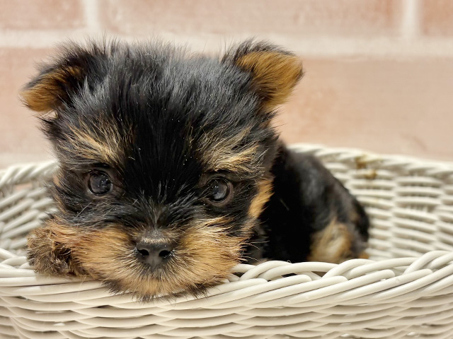 東京都のヨークシャーテリア (ペッツファースト町田店/2025年8月18日生まれ/男の子/スチールブルータン)の子犬の3枚目の画像