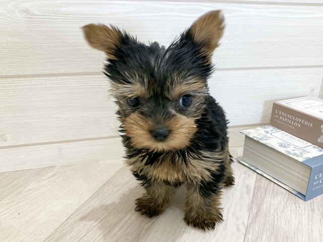 群馬県のヨークシャーテリア (ペッツファースト高崎店/2025年8月18日生まれ/女の子/スチールブルータン)の子犬の1枚目の画像